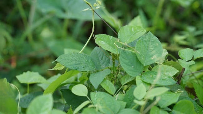 Daun Sembukan, Inilah Manfaat dan Cara Mengolahnya - Alodokter