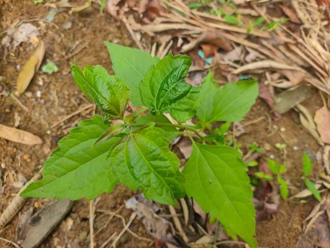 Daun Balakacida, Ketahui Manfaat dan Cara Aman Mengonsumsinya - Alodokter