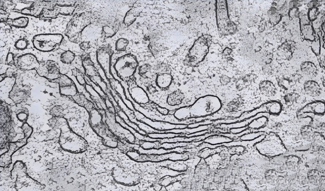 Fungsi Badan Golgi dan Risikonya Jika Terganggu - Alodokter