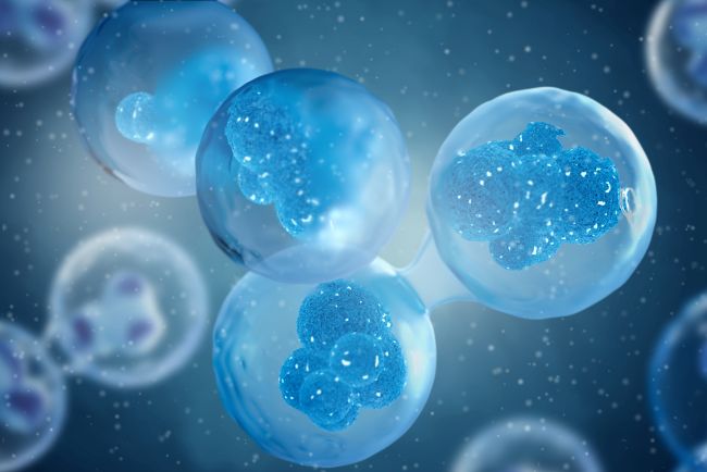 Pembelahan Meiosis, Ini yang Perlu Diketahui - Alodokter