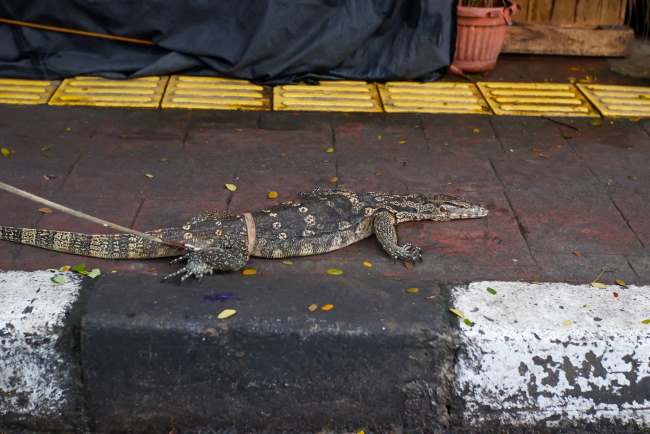 Daging Biawak, Ketahui Manfaat dan Risiko Mengonsumsinya - Alodokter