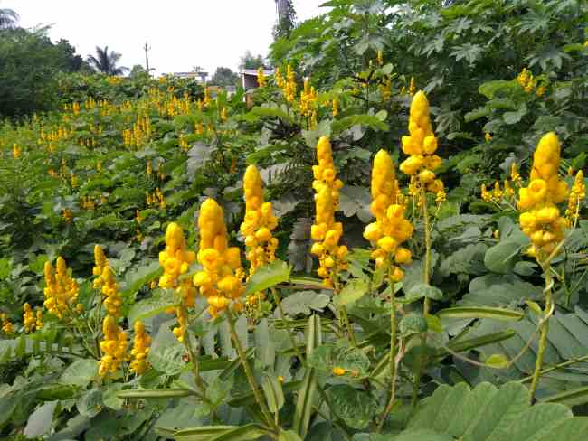 Daun Ketepeng, Ketahui Manfaat dan Cara Menggunakannya Secara Aman - Alodokter