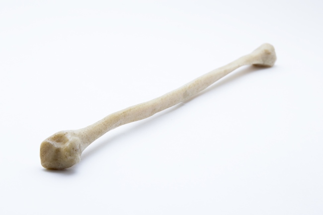 Tulang Pipa, Ketahui Struktur, Gangguan, dan Cara Menjaga Kesehatannya - Alodokter