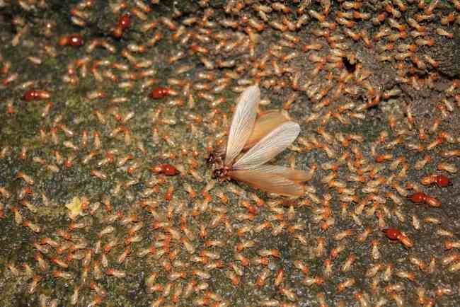 5 Cara Menghilangkan Laron yang Ampuh dan Mudah Dilakukan - Alodokter