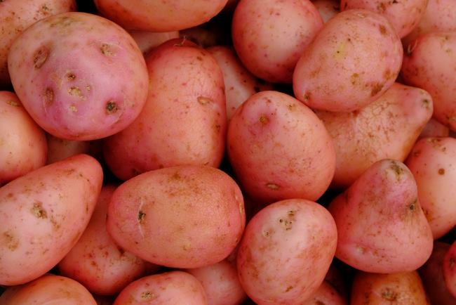 Kentang Merah, Inilah Kandungan Nutrisi dan Manfaatnya bagi Kesehatan - Alodokter