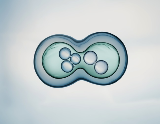 Memahami Tahapan Pembelahan Sel yang Penting dalam Proses Kehidupan - Alodokter