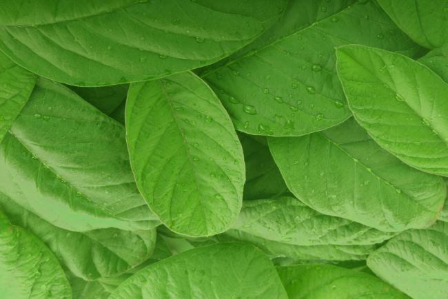 Daun Jambu Biji untuk Diare, Apakah Efektif? - Alodokter