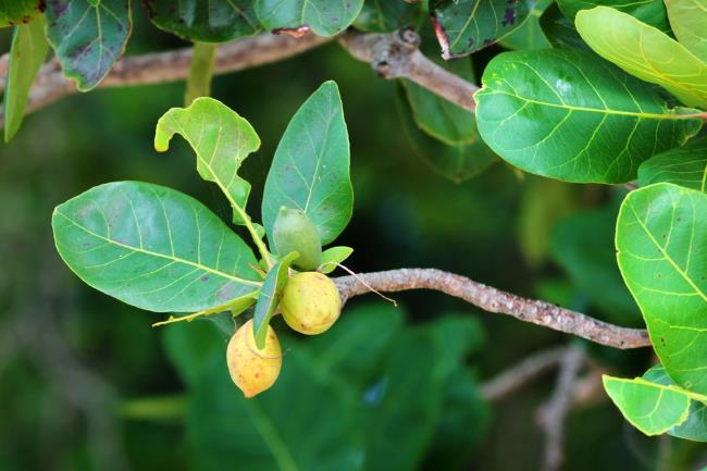 Daun Ketapang, Ini Manfaat dan Cara Menggunakannya Secara Aman - Alodokter