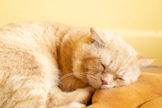 Obat Alami untuk Kucing Lemas dan Tidur Terus yang Aman Diberikan - Alodokter