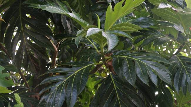 5 Manfaat Daun Sukun untuk Kesehatan yang Jarang Diketahui - Alodokter