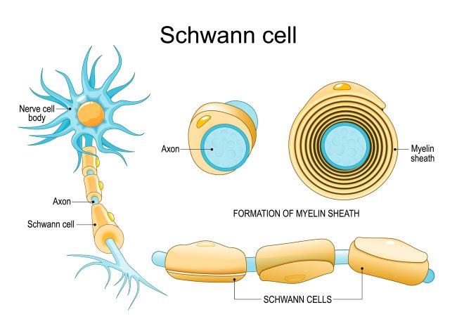 Struktur Selubung Mielin