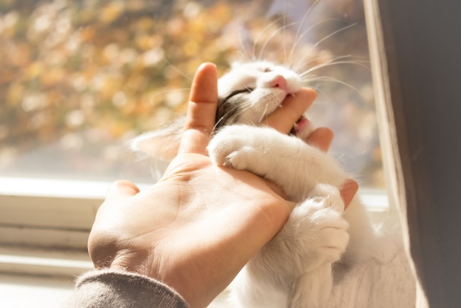 Gigitan Kucing pada Tangan