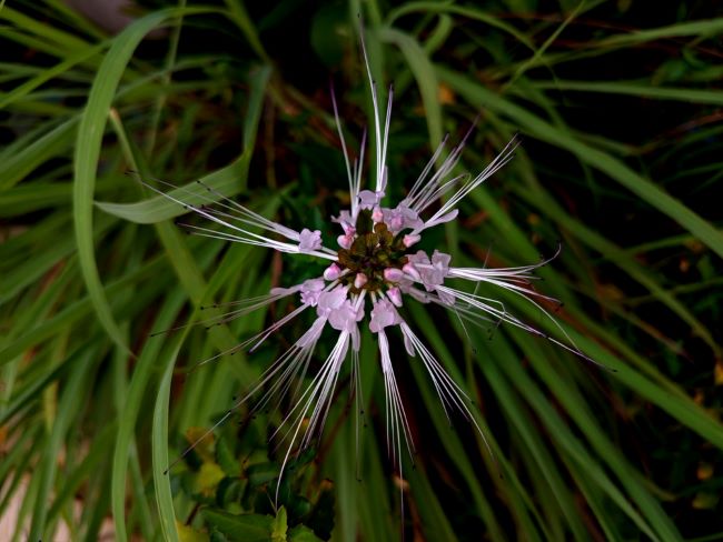 Bunga Kumis Kucing Merah, Ketahui Manfaat hingga Cara Mengolahnya - Alodokter