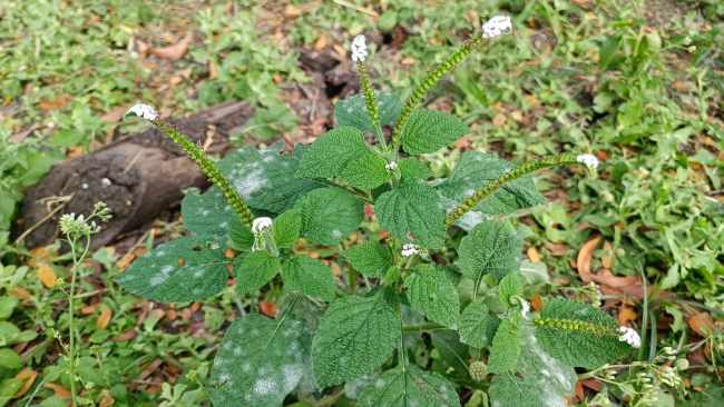 Daun Sangketan, Inilah 5 Manfaat dan Tips Aman Mengonsumsinya - Alodokter