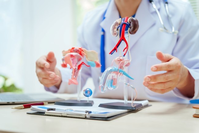 Kelenjar Gonad, Kenali Fungsi dan Gangguan yang Perlu Diwaspadai - Alodokter