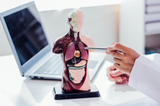 Organ Perut Sebelah Kanan dan Gangguan yang Dapat Terjadi - Alodokter