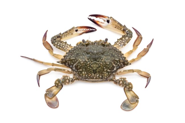 6 Perbedaan Kepiting dan Rajungan agar Tidak Salah Beli - Alodokter