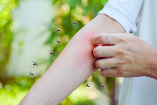 Perbedaan Bintik Merah DBD dan Gigitan Nyamuk yang Perlu Diwaspadai - Alodokter