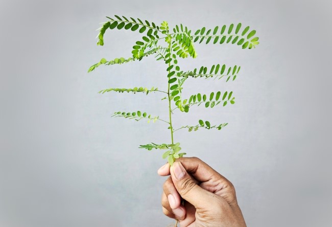 5 Potensi Manfaat Daun Meniran untuk Pria - Alodokter