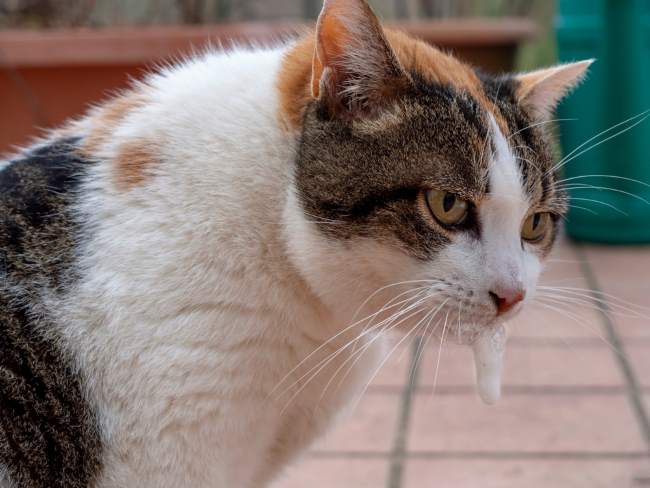 Pertolongan Pertama pada Kucing Muntah Busa dengan Tepat - Alodokter