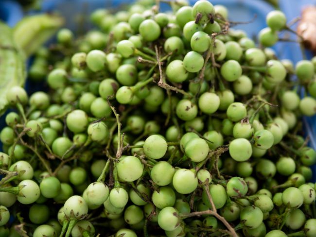 7 Manfaat Leunca untuk Wanita yang Jarang Dibicarakan - Alodokter