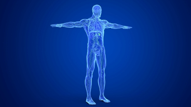 Homeostasis, Proses Alami yang Menjaga Tubuh Tetap Sehat - Alodokter