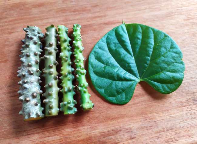 5 Khasiat Brotowali untuk Wanita dan Tips Aman Mengonsumsinya - Alodokter