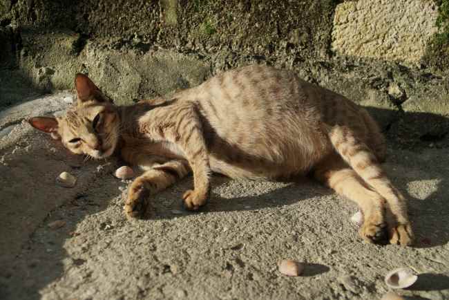 FIP Kucing, Infeksi Serius yang Dapat Berakibat Fatal - Alodokter