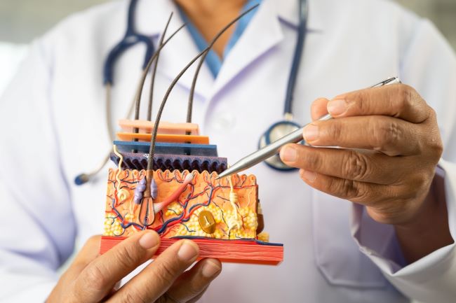 Dermis, Lapisan Kulit yang Menjaga Kekuatan dan Kesehatan Tubuh - Alodokter