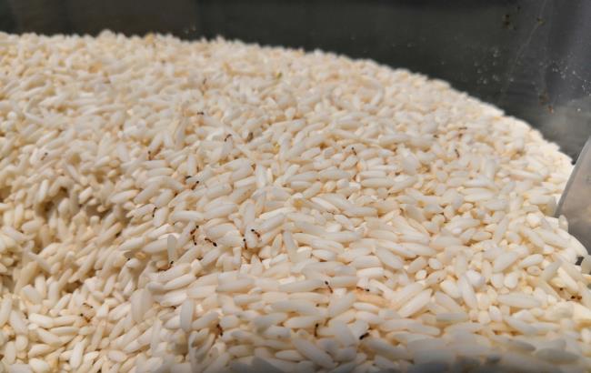 6 Cara Menghilangkan Semut di Beras yang Mudah Dilakukan - Alodokter