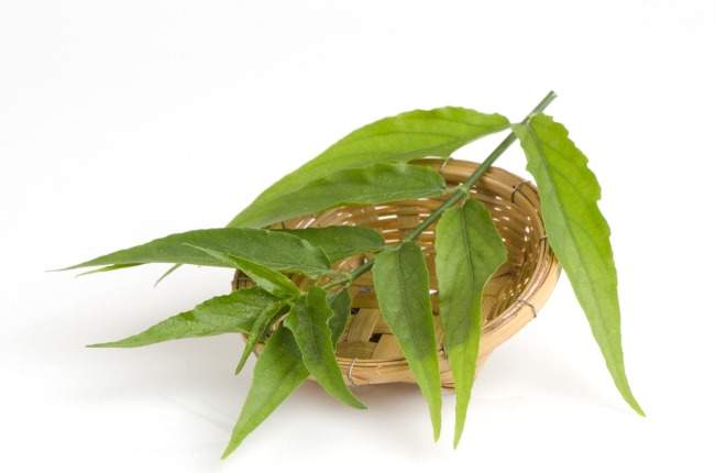 Daun Belalai Gajah, Inilah Beberapa Manfaatnya untuk Kesehatan - Alodokter