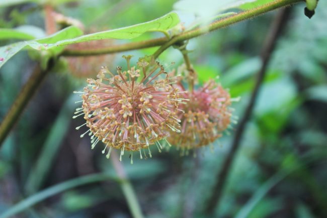 5 Manfaat Gambir untuk Wajah dan Cara Aman Menggunakannya - Alodokter