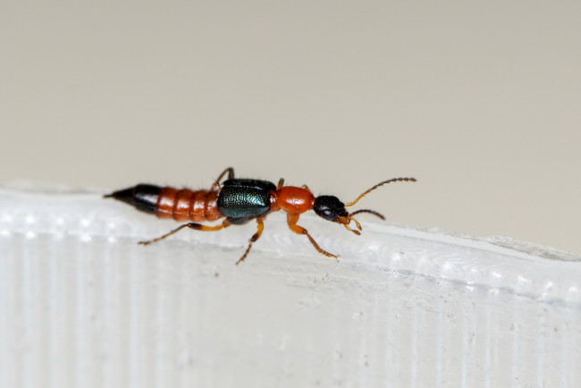 Obat Digigit Tomcat serta Pertolongan Pertama yang Benar - Alodokter