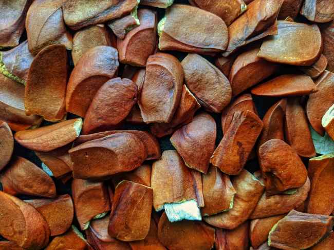 5 Manfaat Biji Mahoni untuk Wanita dan Hal-Hal yang Perlu Diperhatikan - Alodokter