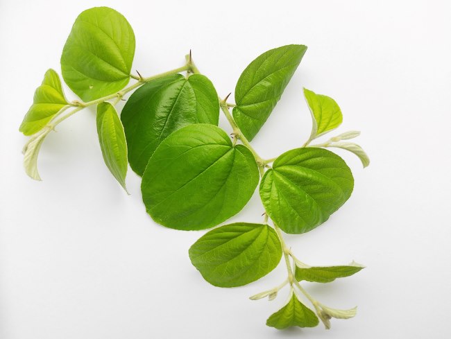 5 Khasiat Daun Bidara untuk Wanita yang Belum Banyak Diketahui - Alodokter