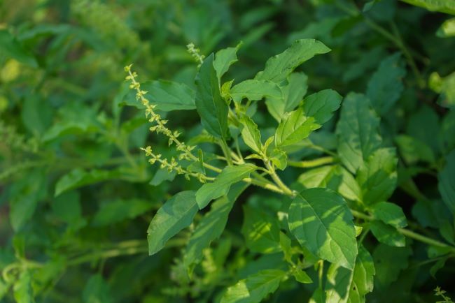 Daun Ruku-Ruku, Ini Manfaat dan Cara Mengonsumsinya - Alodokter
