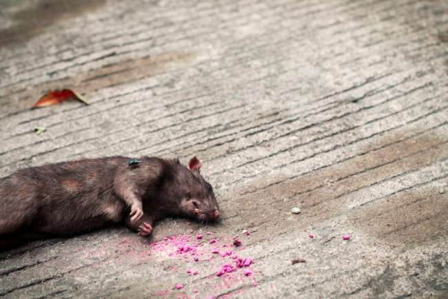 Apakah Racun Tikus Berbahaya bagi Manusia? Ini Penjelasannya - Alodokter
