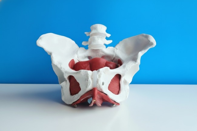 Otot Dasar Panggul, Fungsi dan Cara Melatihnya - Alodokter