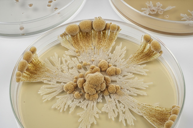 Mengenal Aspergillus wentii, Jamur yang Umum dalam Fermentasi Tradisional Indonesia - Alodokter