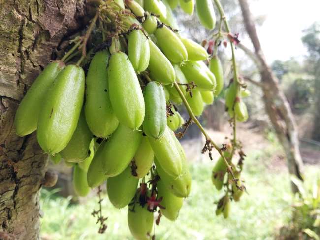 4 Manfaat Belimbing Wuluh untuk Pria yang Perlu Diketahui - Alodokter