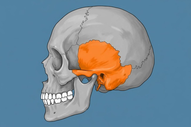 Tulang Pelipis: Fungsi, Risiko Cedera, dan Cara Menjaga Kesehatannya - Alodokter