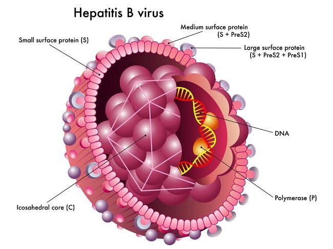 hepatitis b virus
