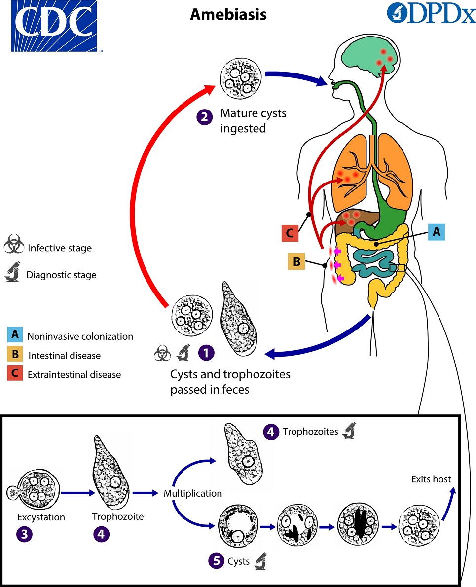 Amebiasis_LifeCycle_19