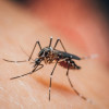 Pengaruh Riwayat Infeksi Dengue Terhadap Patogenisitas