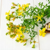 Risiko Kombinasi Obat dengan St. John’s Wort