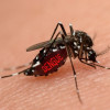 Penatalaksanaan Demam Dengue pada Ibu Hamil