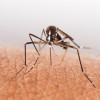 Pencegahan Transmisi Malaria Falciparum dengan Primakuin