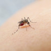 Pengobatan Malaria Resisten Artesunat dengan Alisporivir – Telaah Jurnal Alomedika