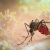 Pedoman Penanganan Penyakit Dengue, Chikungunya, dan Penyakit Arbovirus Lain – Ulasan Guideline Terkini