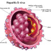 Pedoman Penanganan Hepatitis B Kronik – Ulasan Guideline Terkini